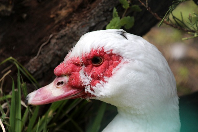 西甲前瞻：贝蒂斯近期状态不俗，赫罗纳伤兵满营